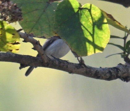 ub. fugl (Aves sp.) - ML646795539