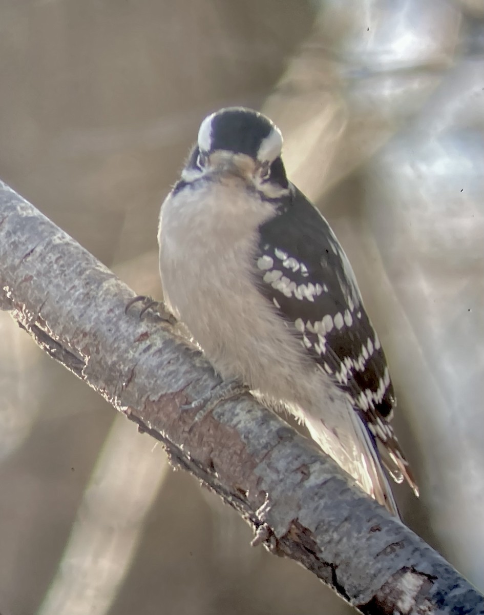 Pico Pubescente (pubescens/medianus) - ML646795540