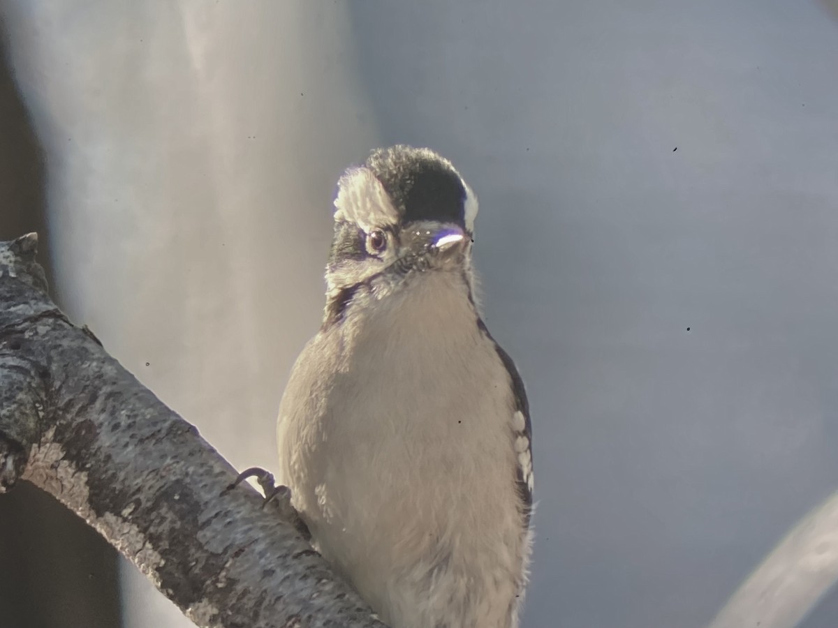 Pico Pubescente (pubescens/medianus) - ML646795541