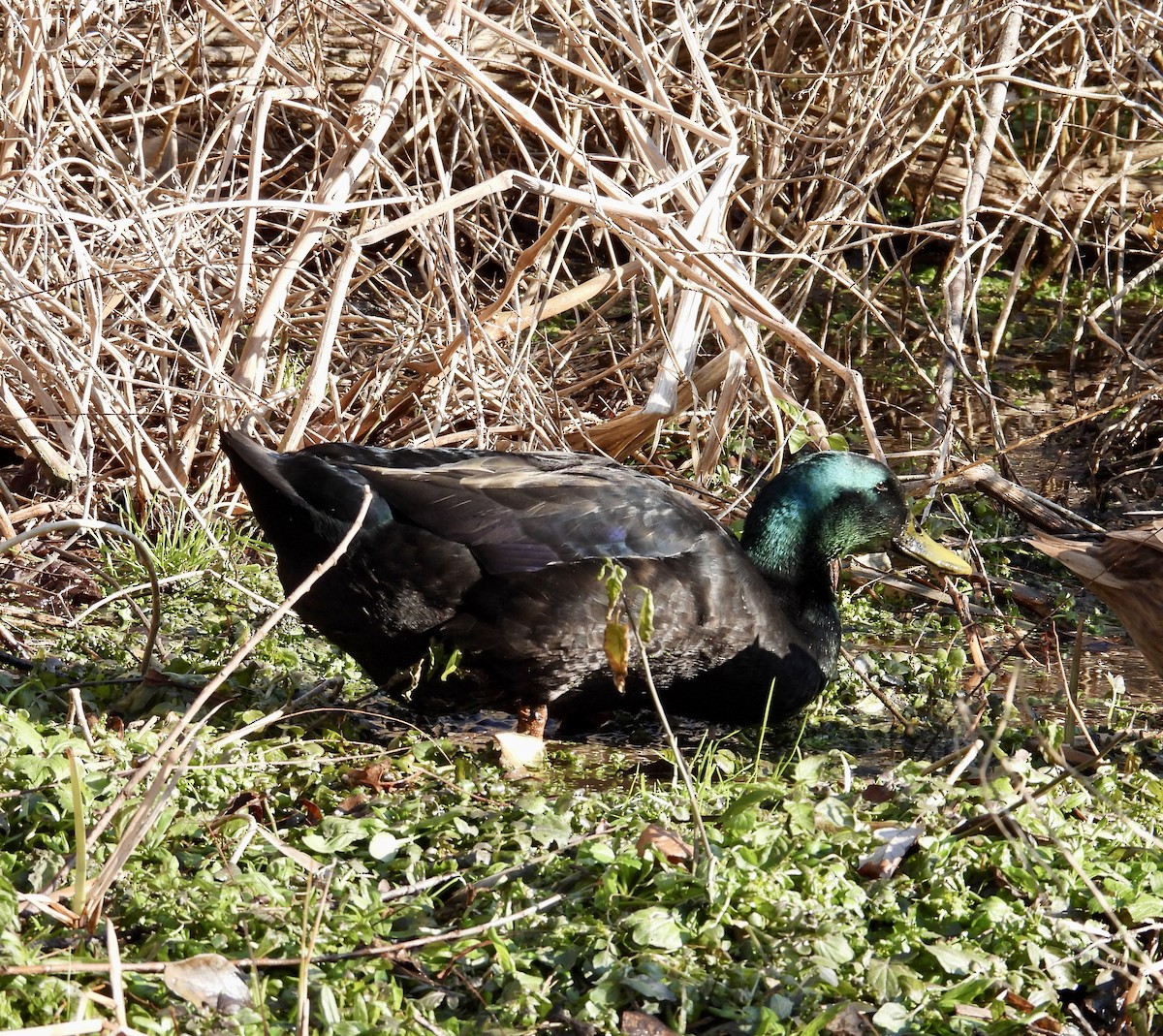 Mallard (Domestic type) - ML646795545