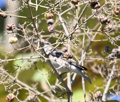 gulstrupesteinspurv - ML646795548