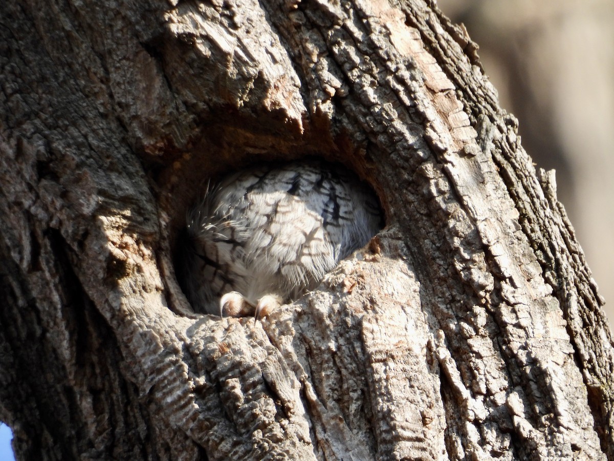 Eastern Screech-Owl - ML646795551