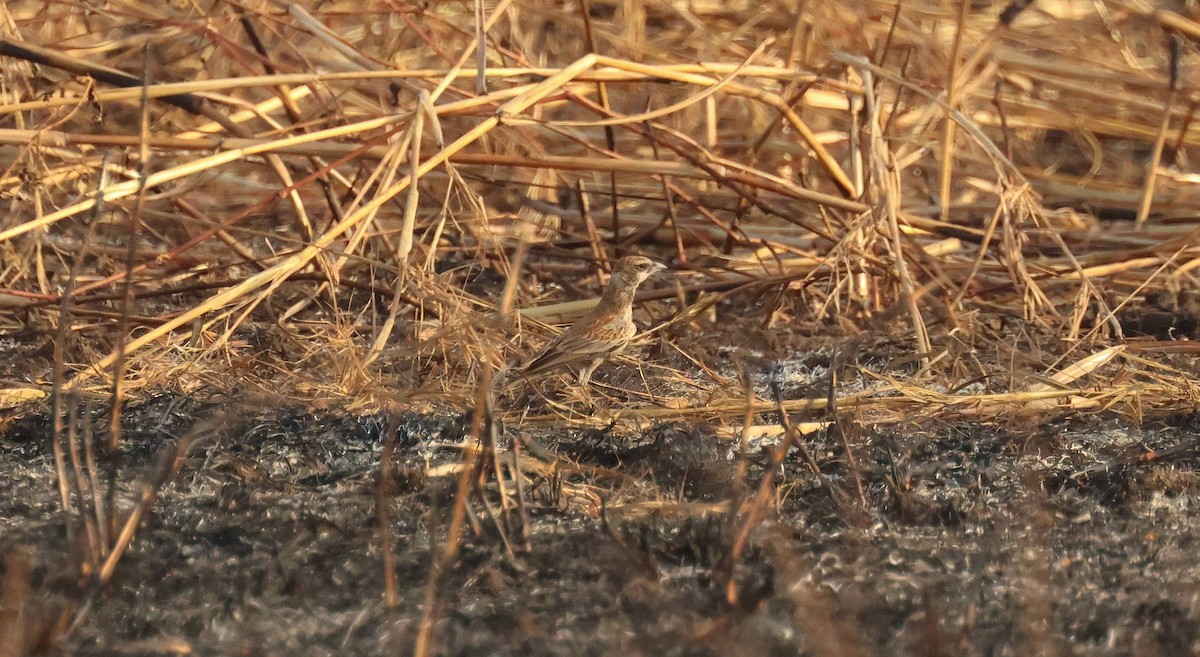 skřivan bělouchý - ML646795552