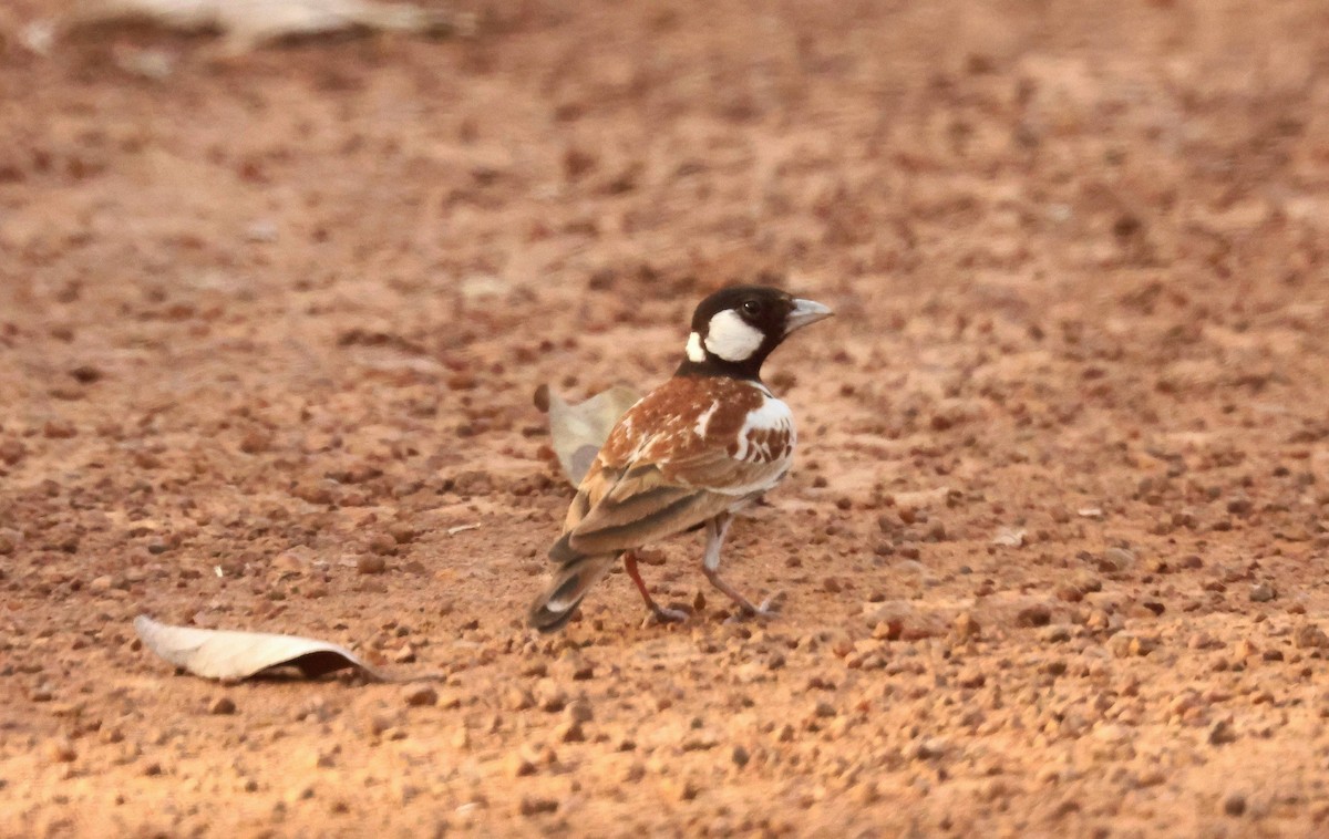 skřivan bělouchý - ML646795554