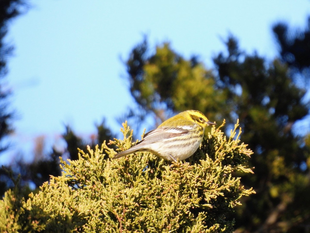 Townsend's Warbler - ML646795555