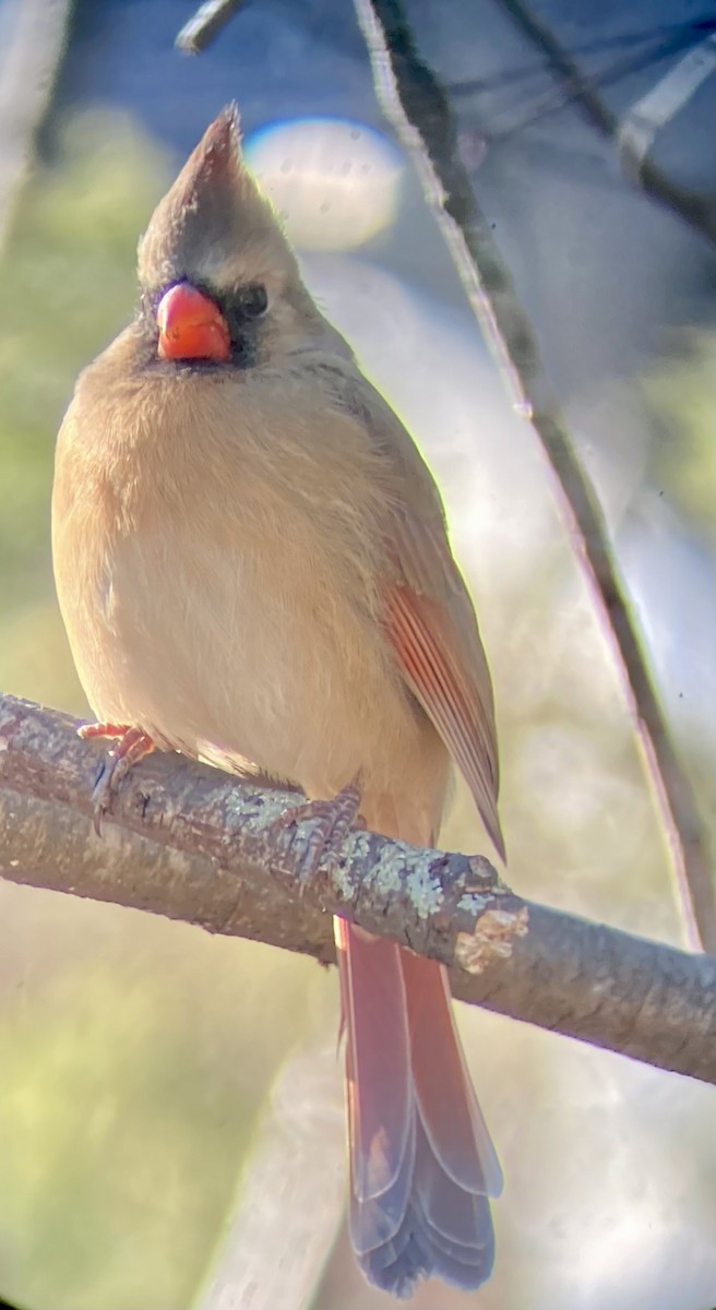 Cardenal Norteño - ML646795556