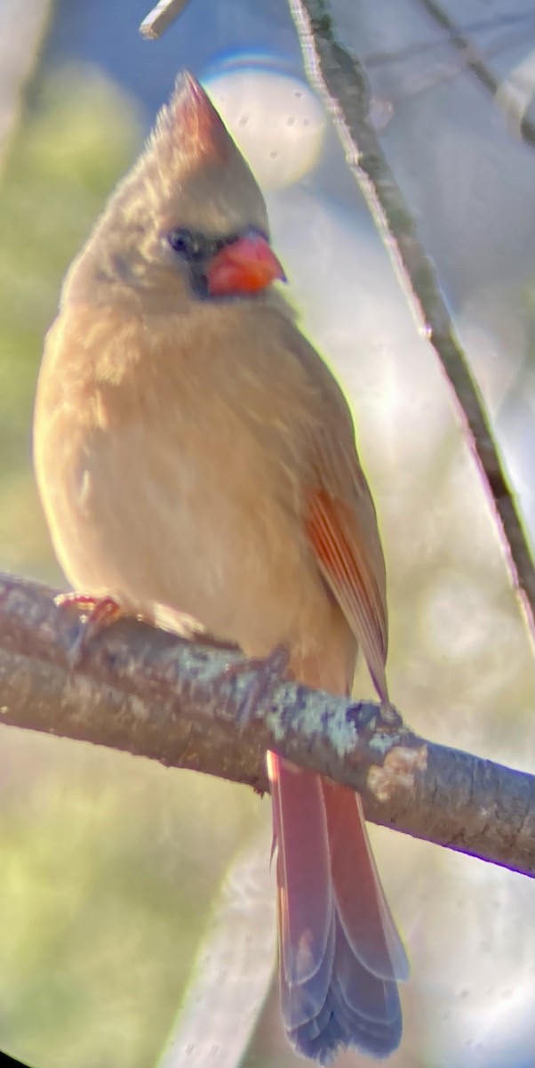 Cardenal Norteño - ML646795557
