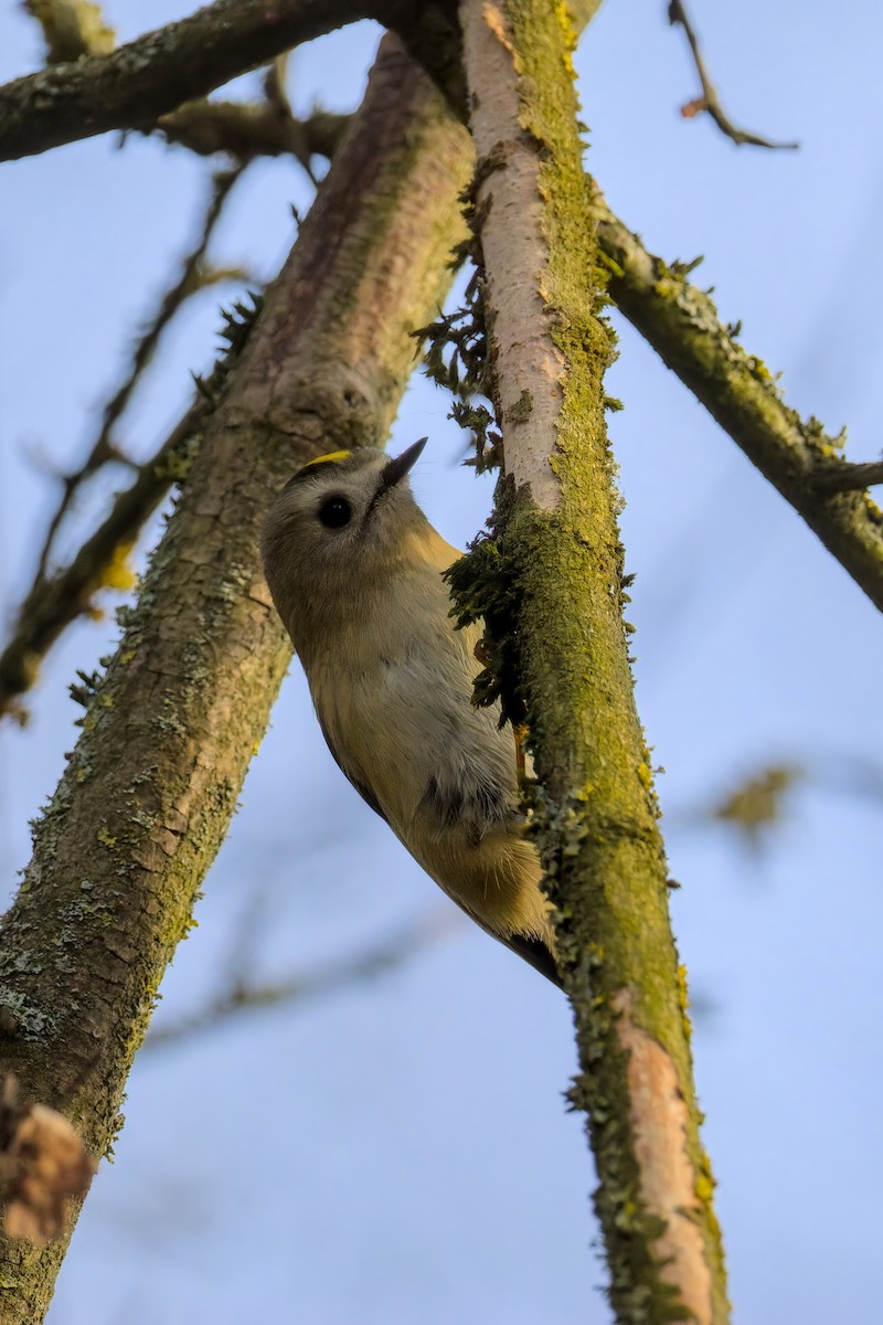 מלכילון האורנים - ML646795575