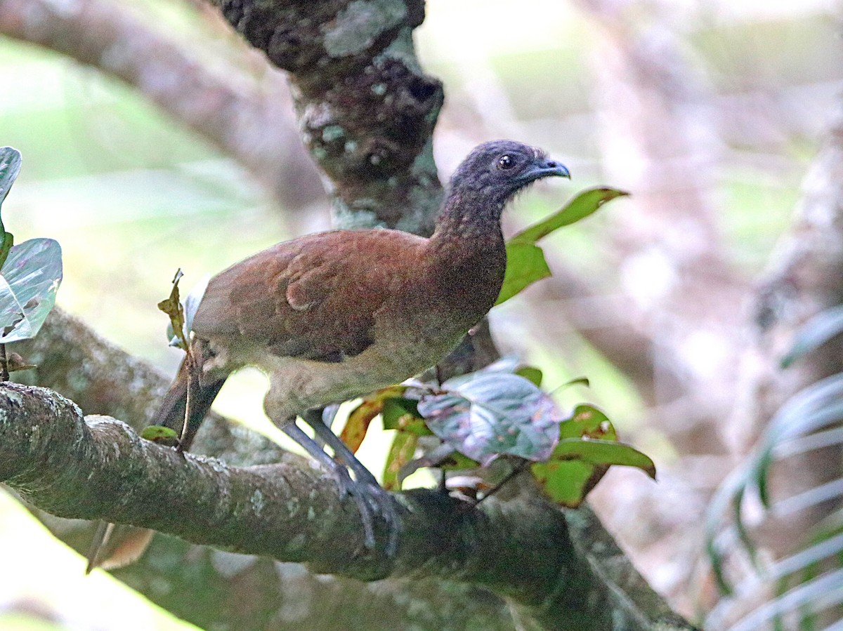 Gray-headed Chachalaca - ML646795576