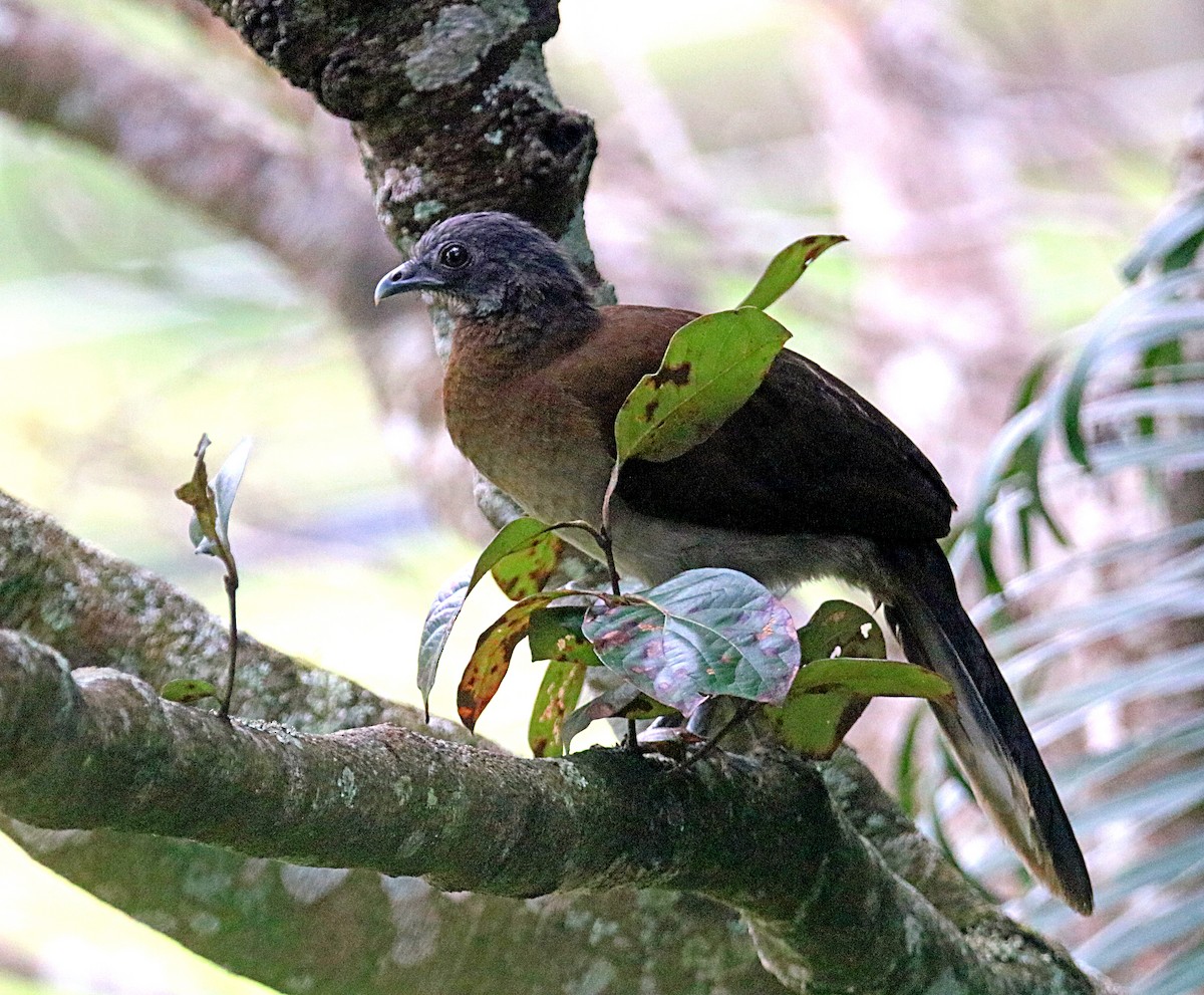 Gray-headed Chachalaca - ML646795577