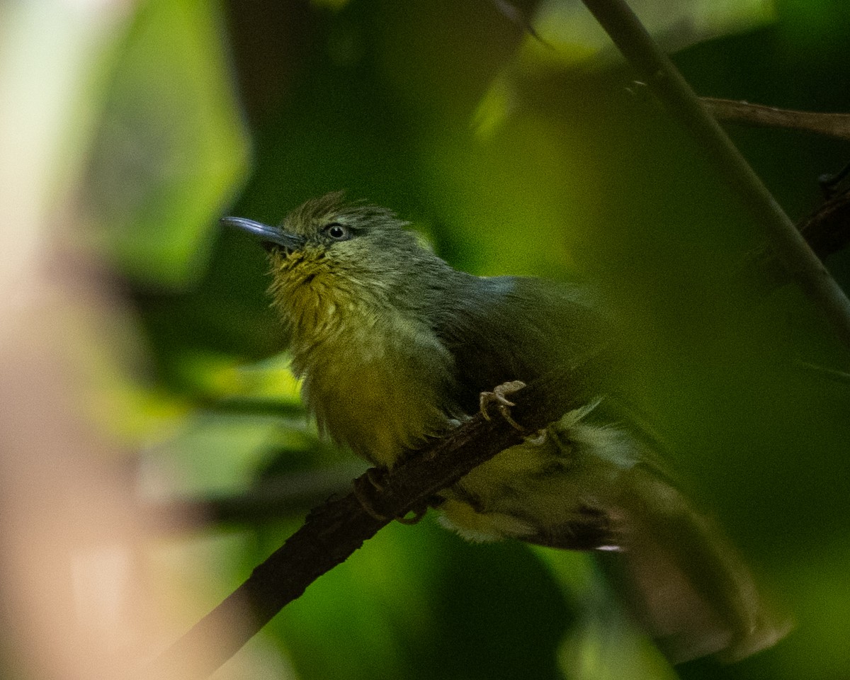 Strichelmeisentimalie - ML646795578