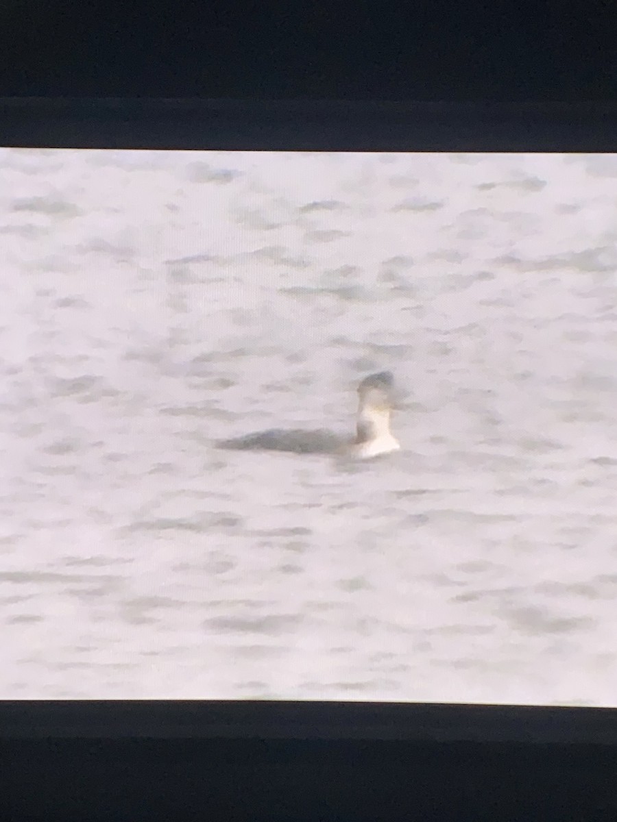 Common Loon - ML646795579