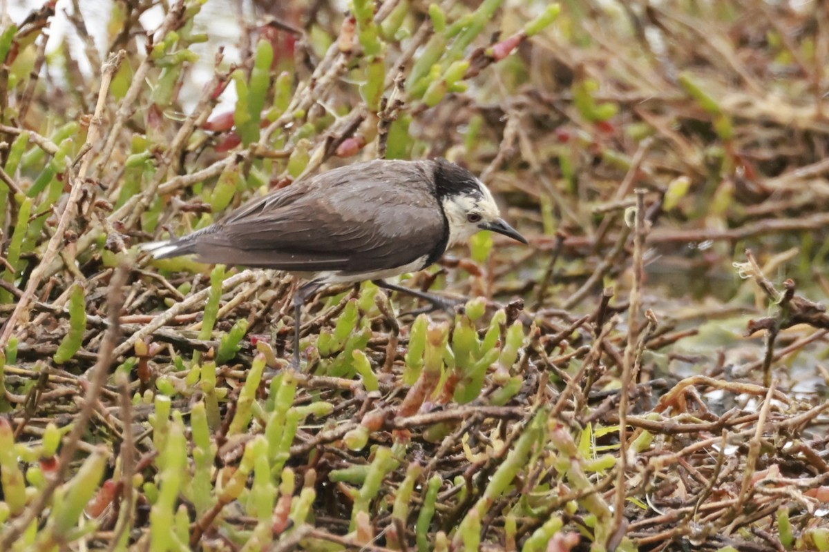 Alaca Çayır Balkuşu - ML646795587