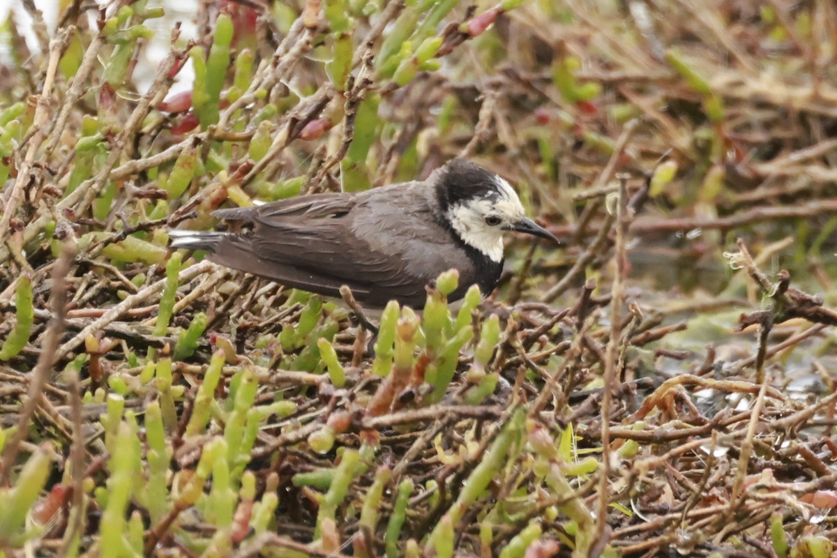 Alaca Çayır Balkuşu - ML646795588