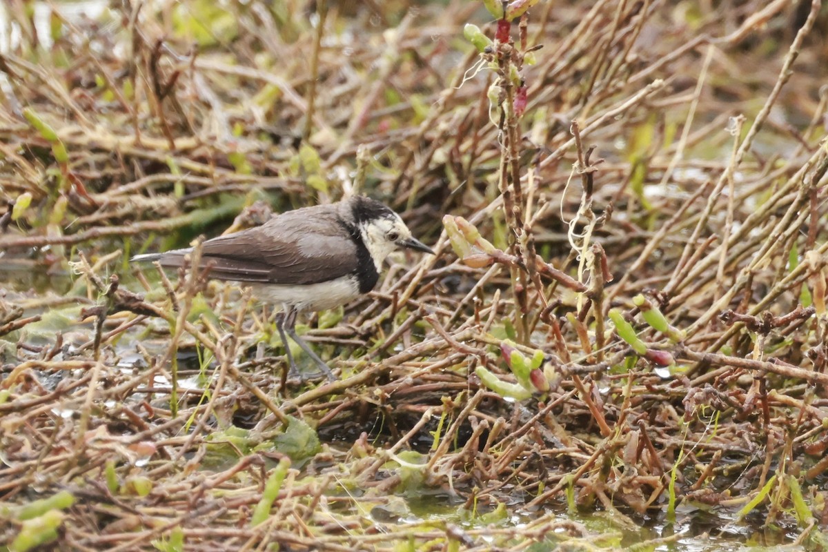 Alaca Çayır Balkuşu - ML646795589