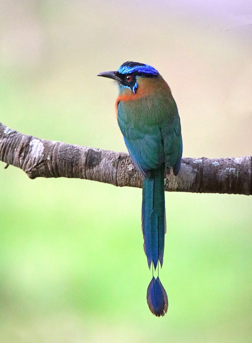 Lesson's Motmot - ML646795598