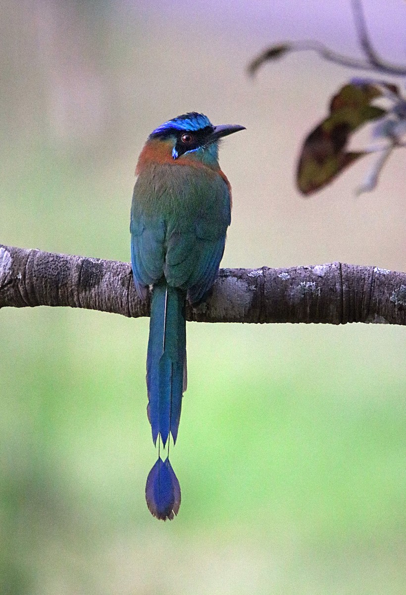 Lesson's Motmot - ML646795599