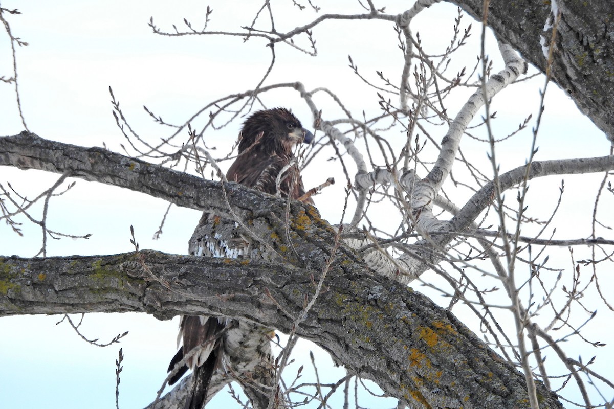 Pygargue à tête blanche - ML646795610