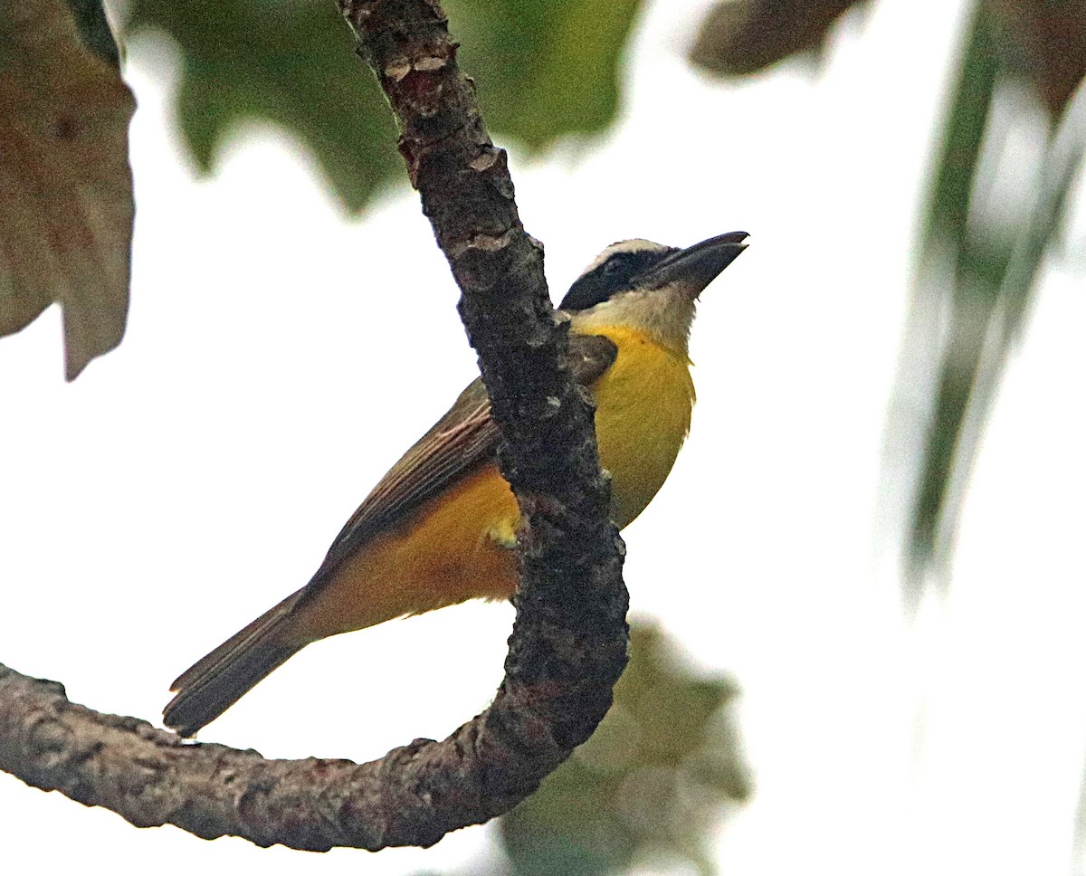 Boat-billed Flycatcher - ML646795614