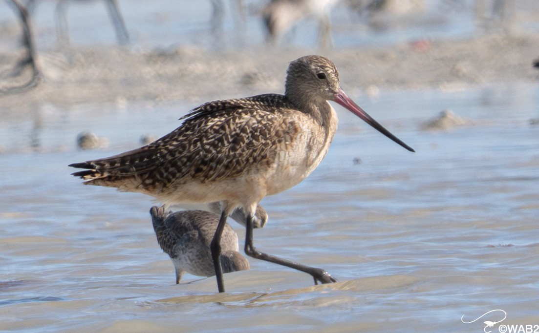 Marbled Godwit - ML646795618