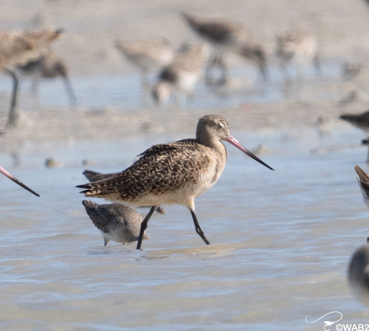 Marbled Godwit - ML646795619