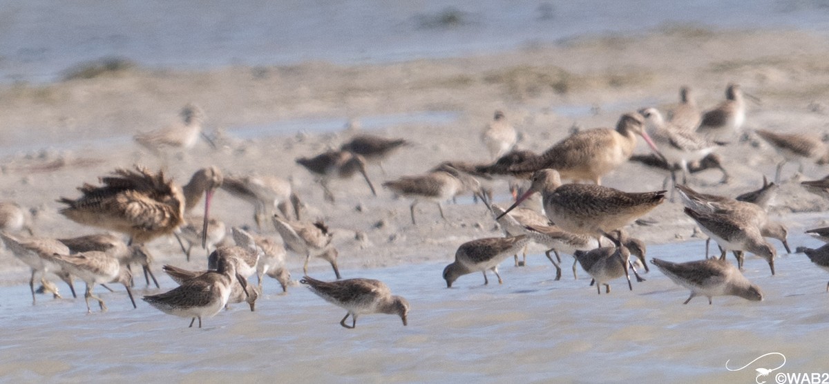 Marbled Godwit - ML646795620