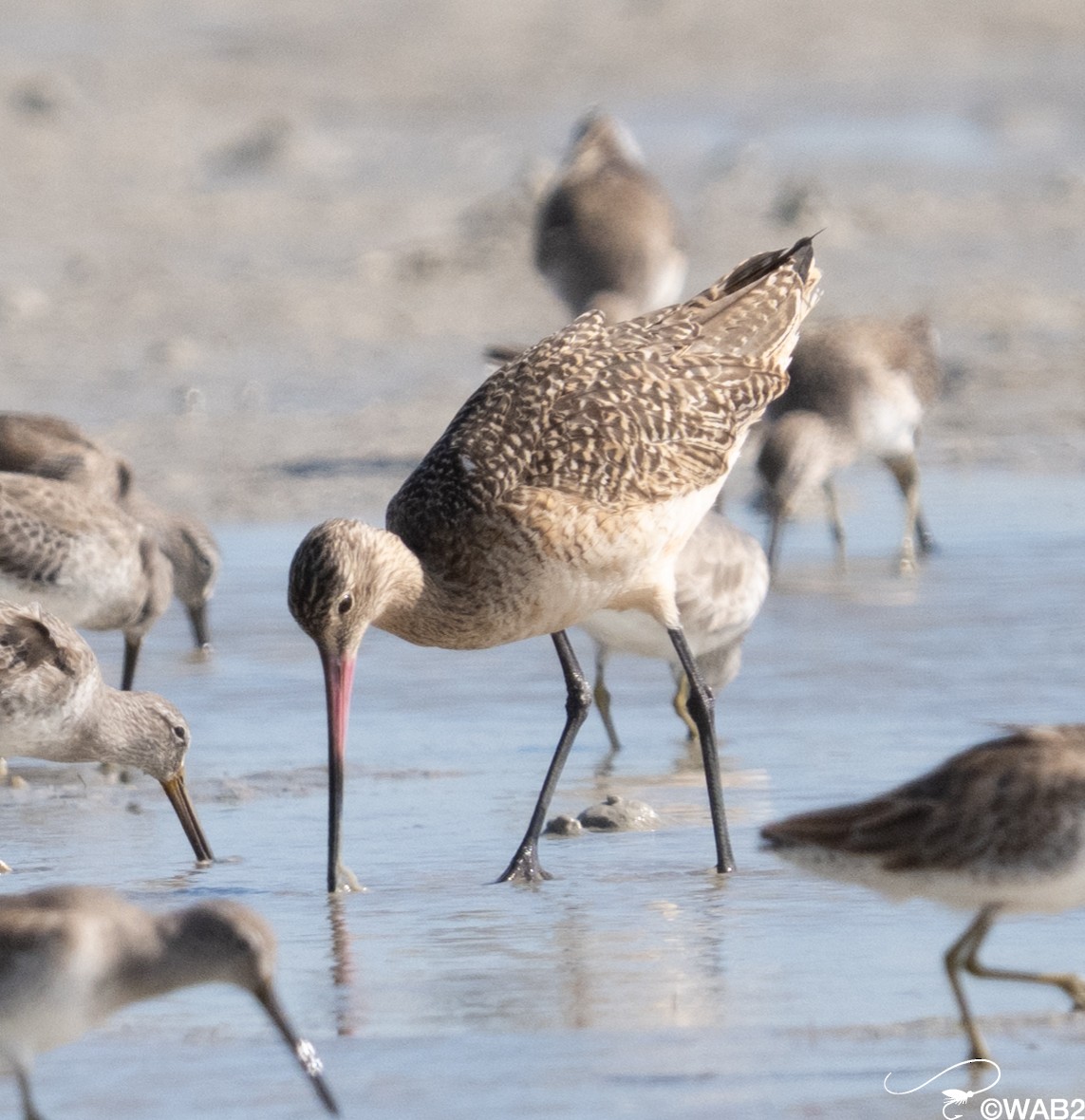 Marbled Godwit - ML646795621