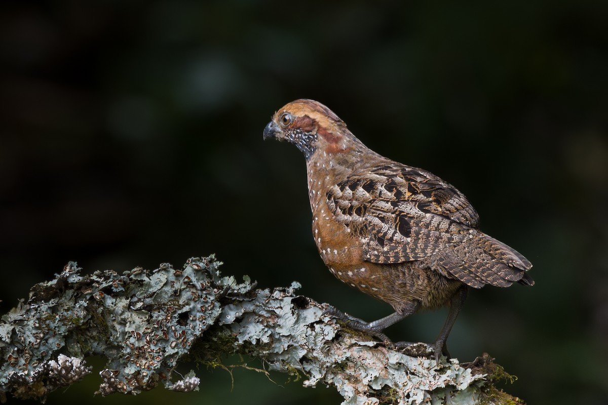 Spotted Wood-Quail - ML646795625