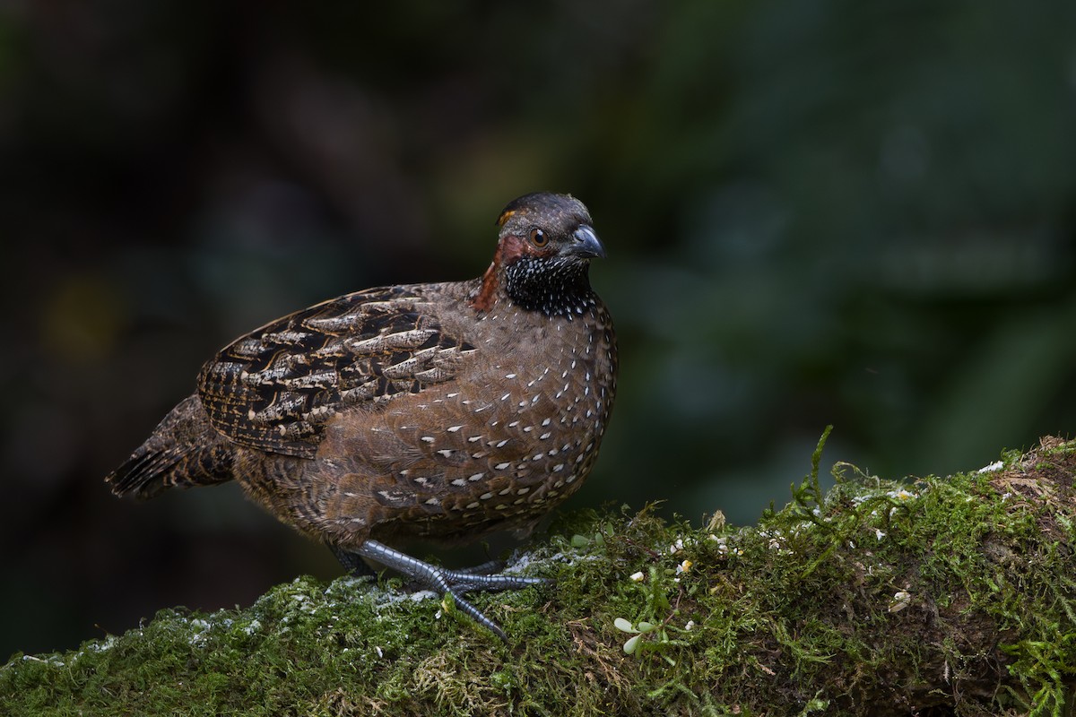 Spotted Wood-Quail - ML646795626