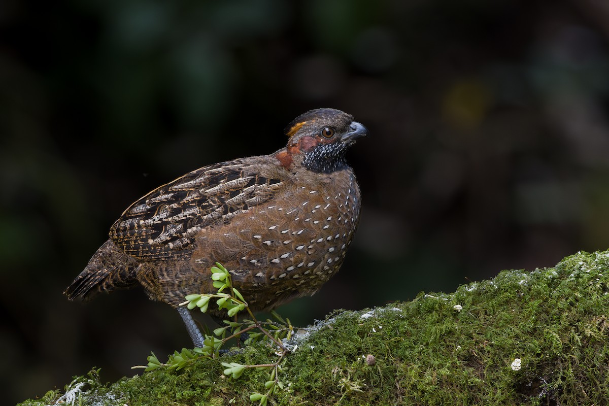 Spotted Wood-Quail - ML646795627