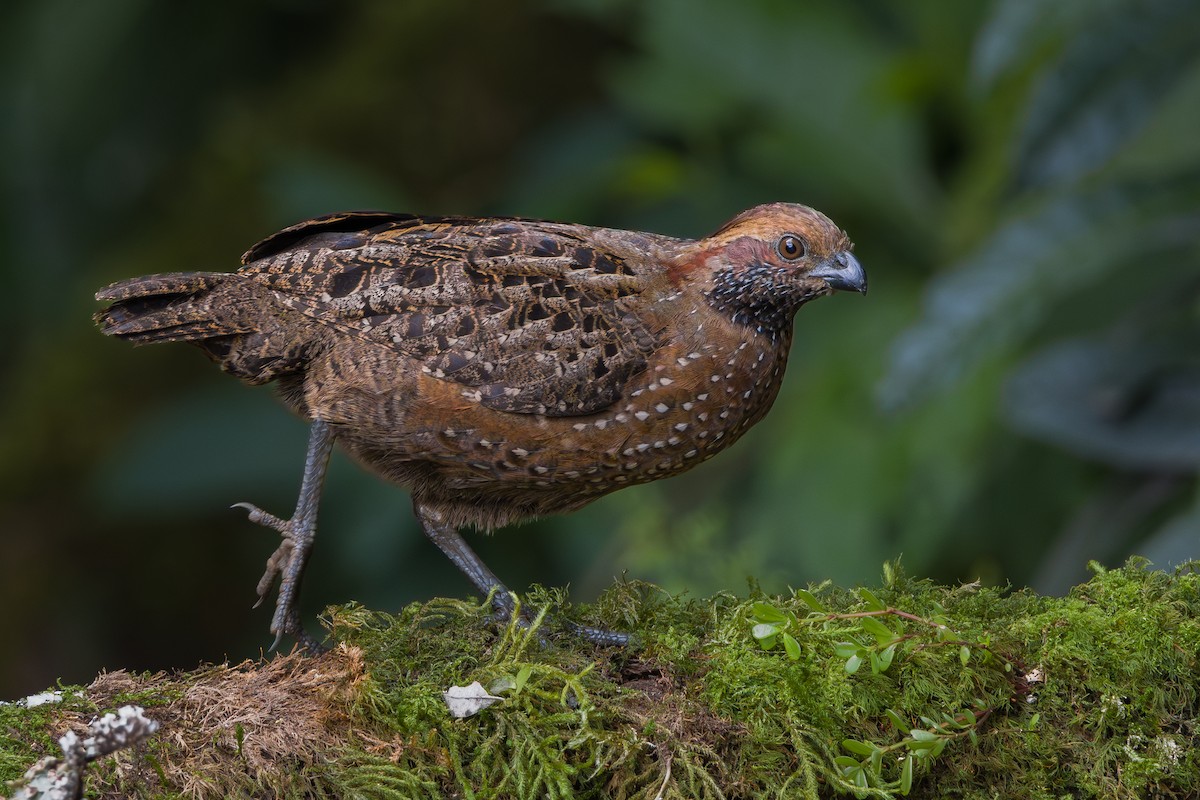 Spotted Wood-Quail - ML646795628