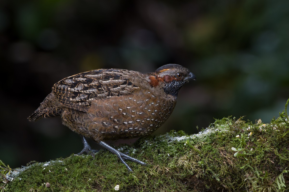 Spotted Wood-Quail - ML646795629
