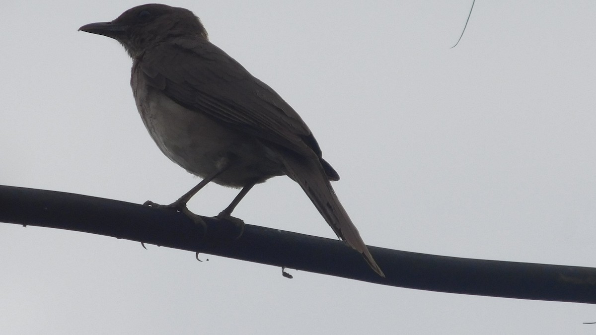 Zorzal Piquinegro - ML646795631