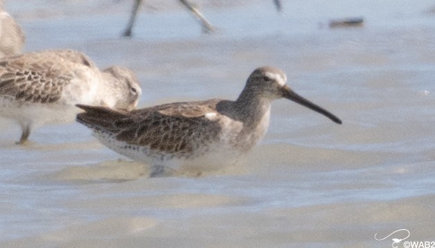 Short-billed Dowitcher - ML646795634