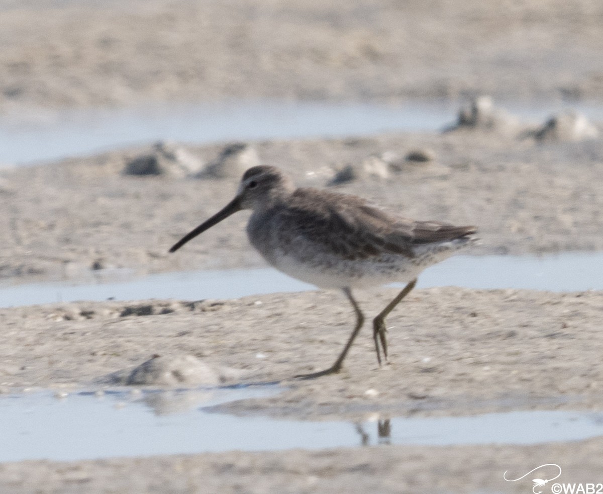 Short-billed Dowitcher - ML646795635
