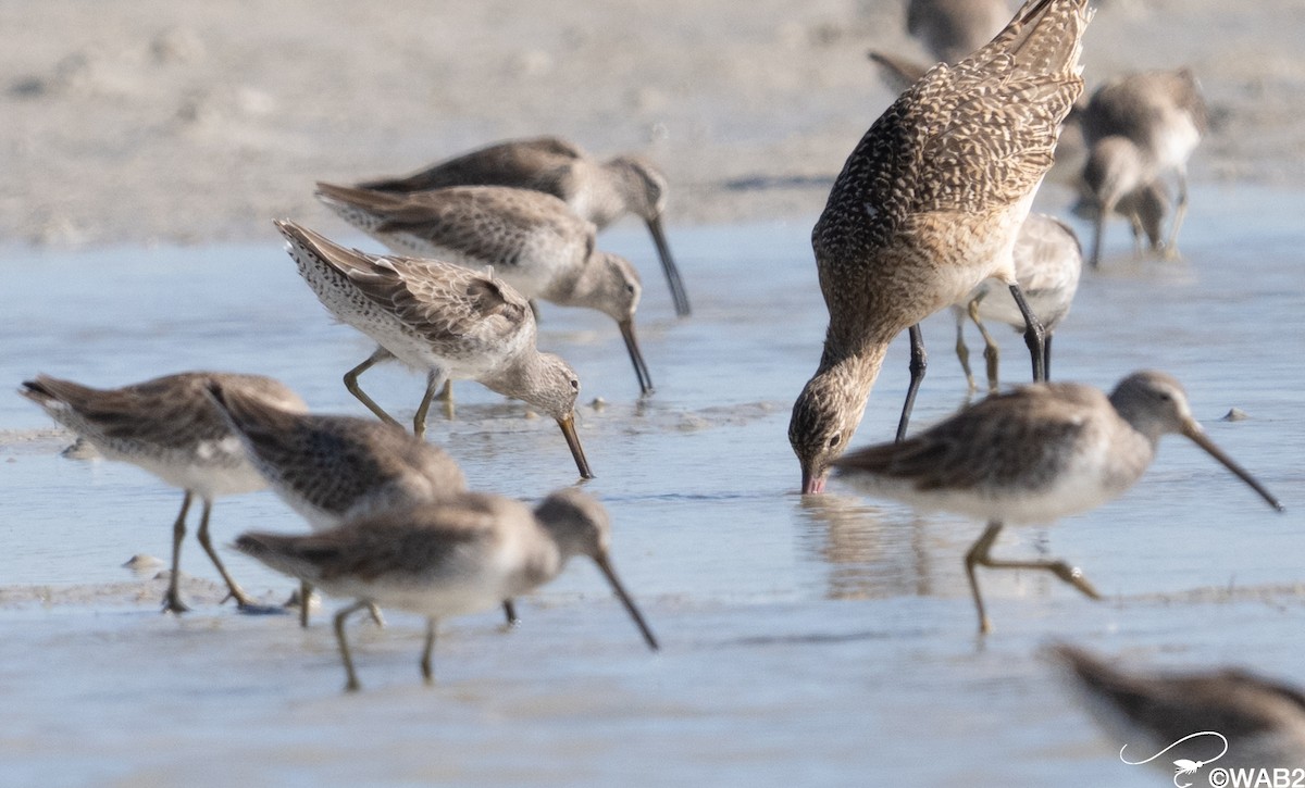 Short-billed Dowitcher - ML646795636