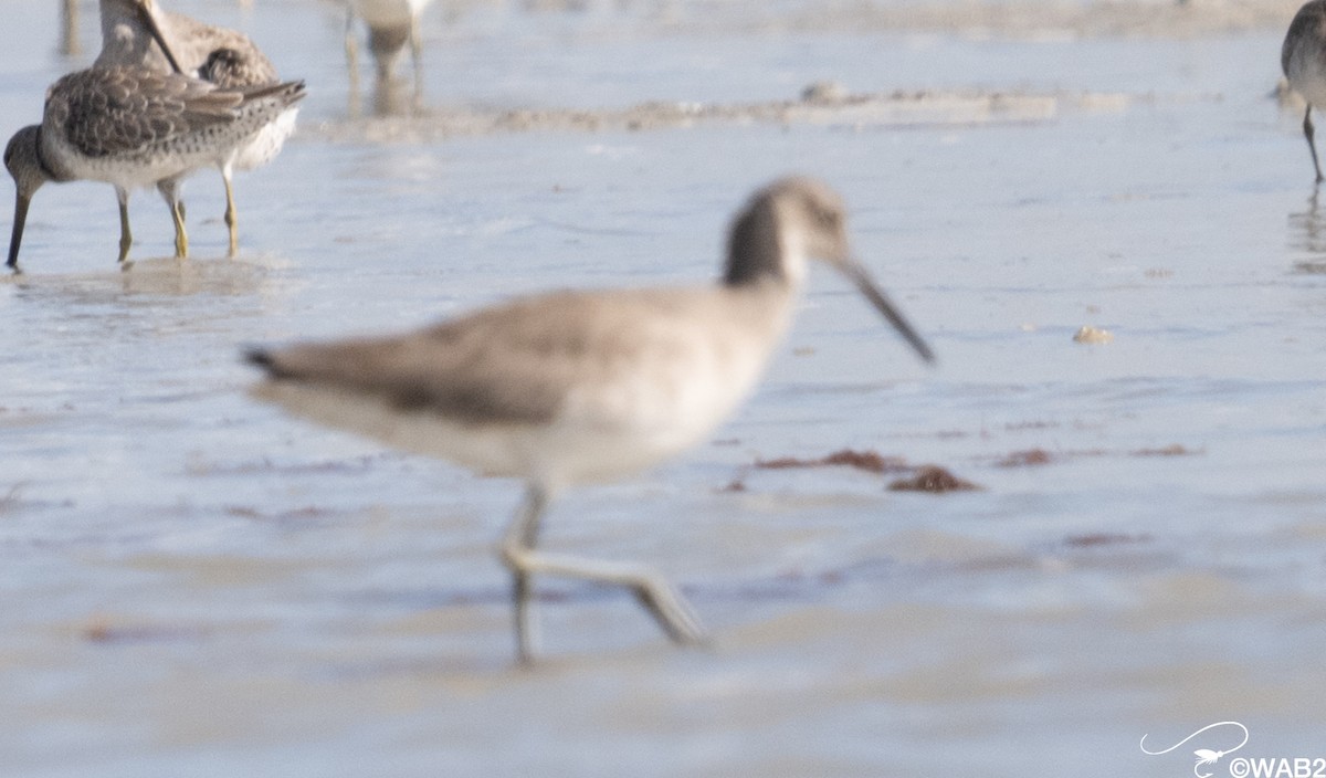 Willet - ML646795637