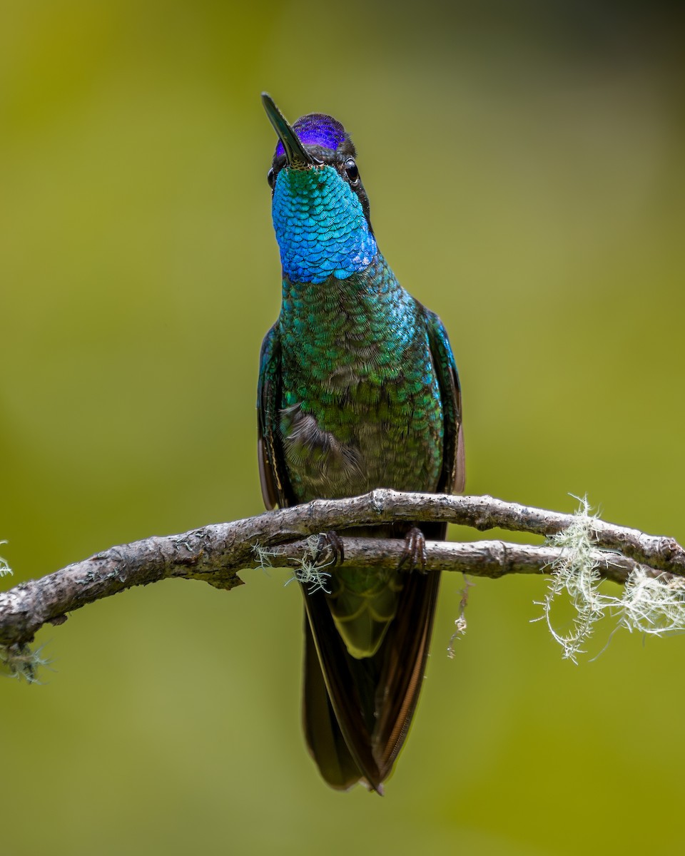 Talamanca Hummingbird - ML646795639