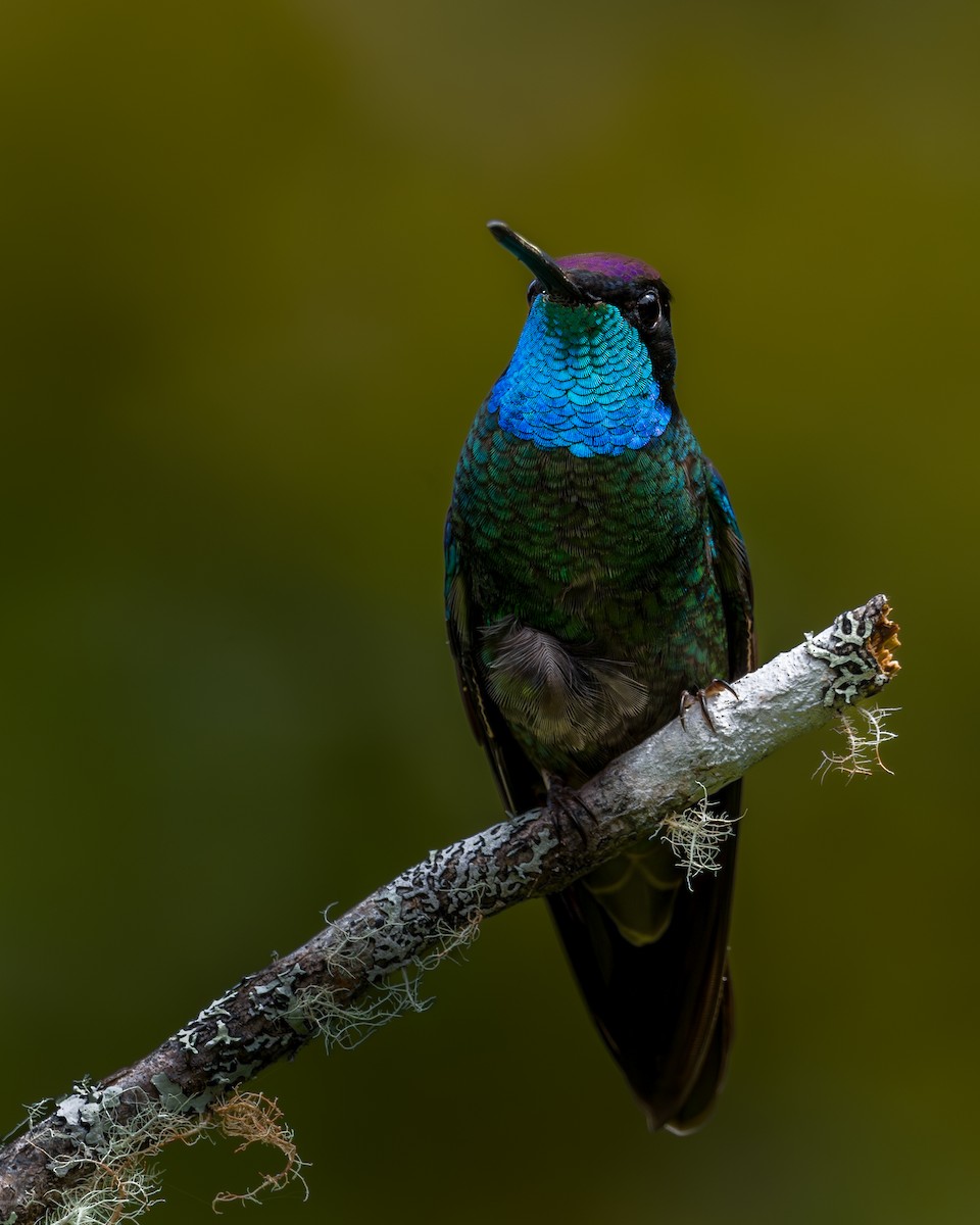 Talamanca Hummingbird - ML646795640