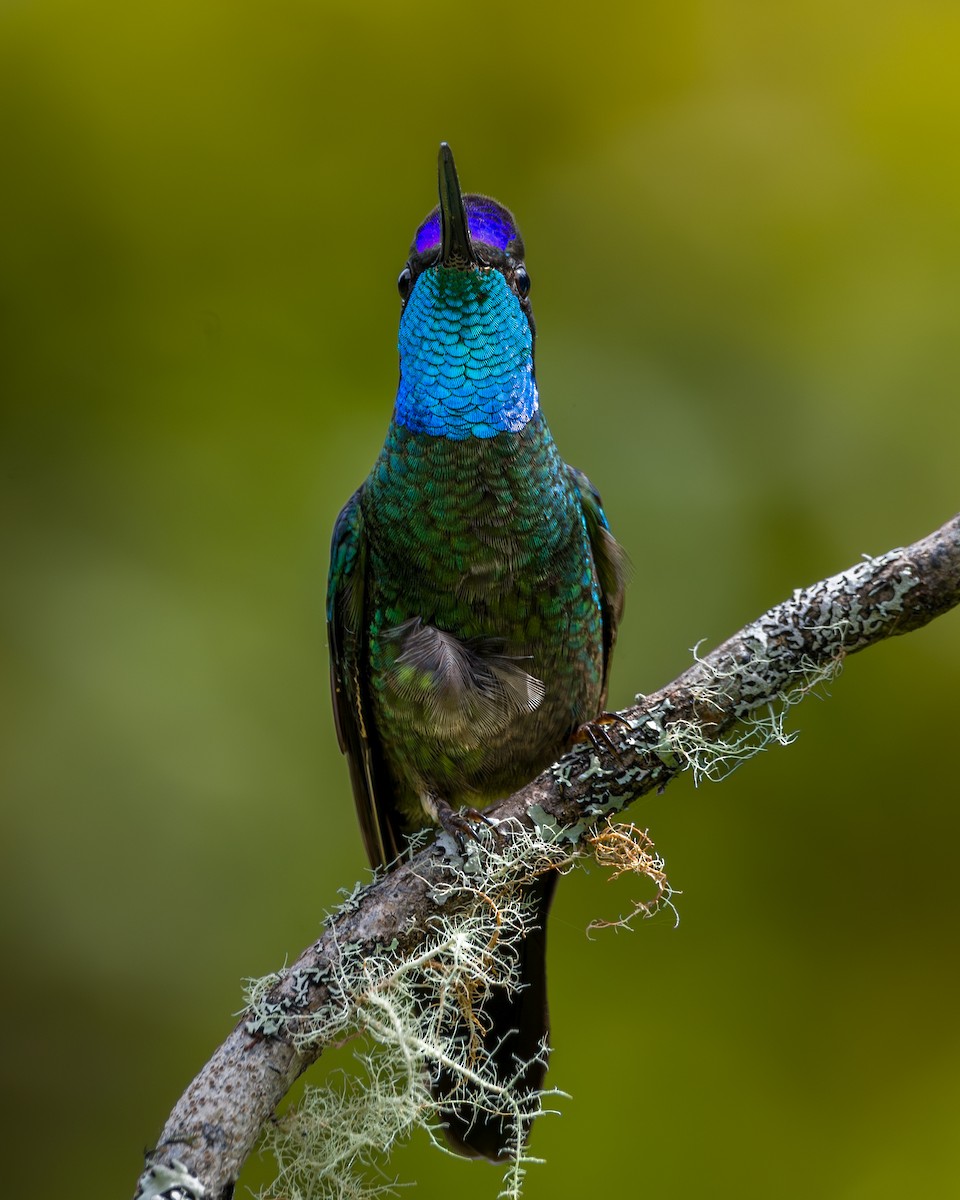 Talamanca Hummingbird - ML646795641