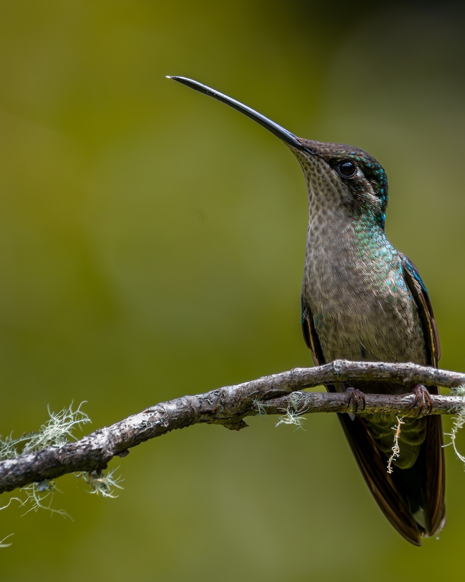 Talamanca Hummingbird - ML646795642