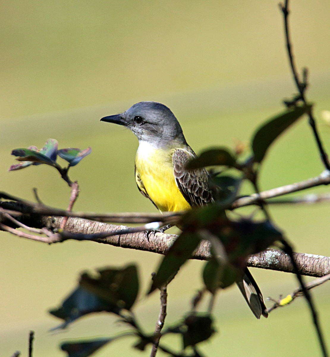 Tropical Kingbird - ML646795644