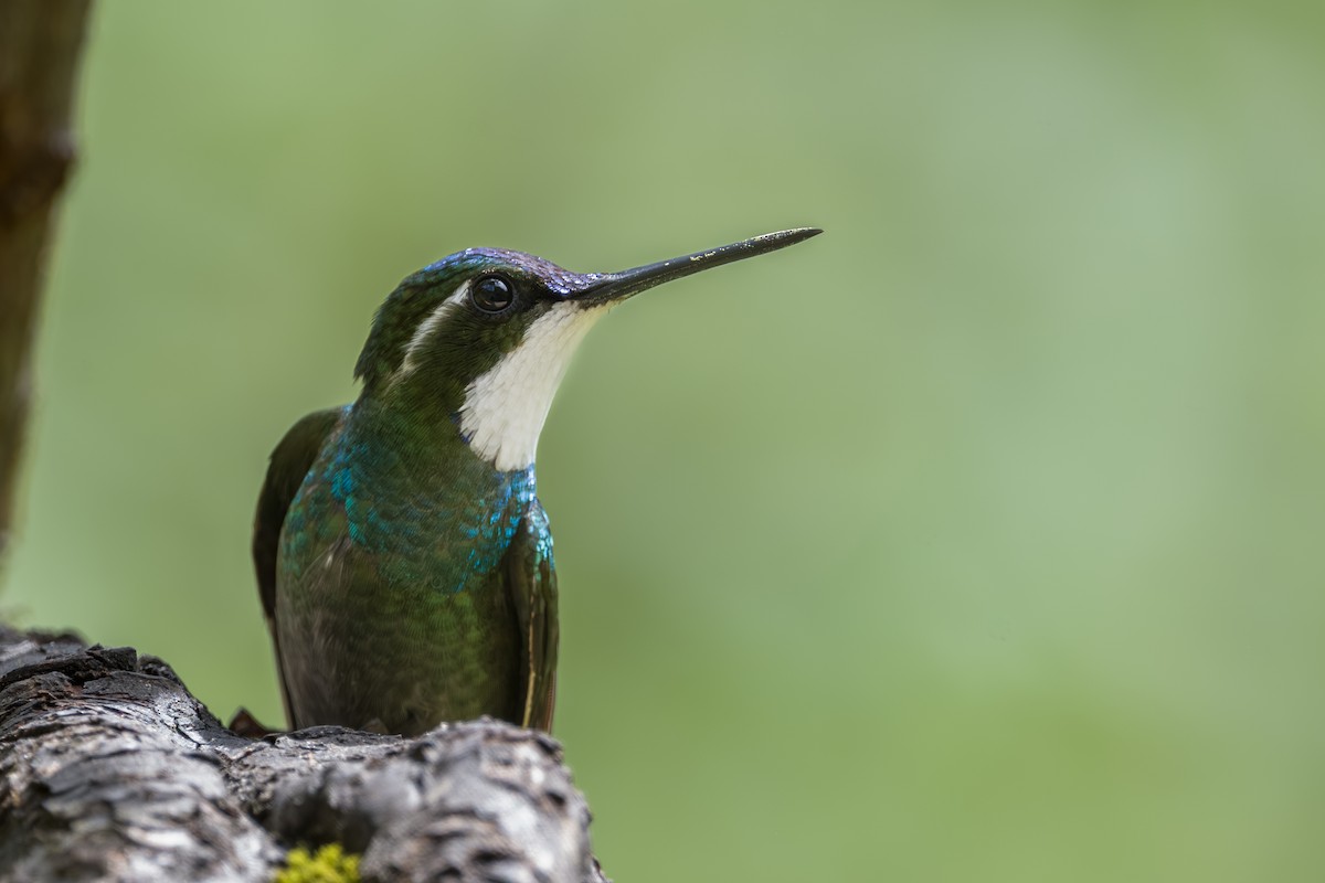 White-throated Mountain-gem - ML646795645