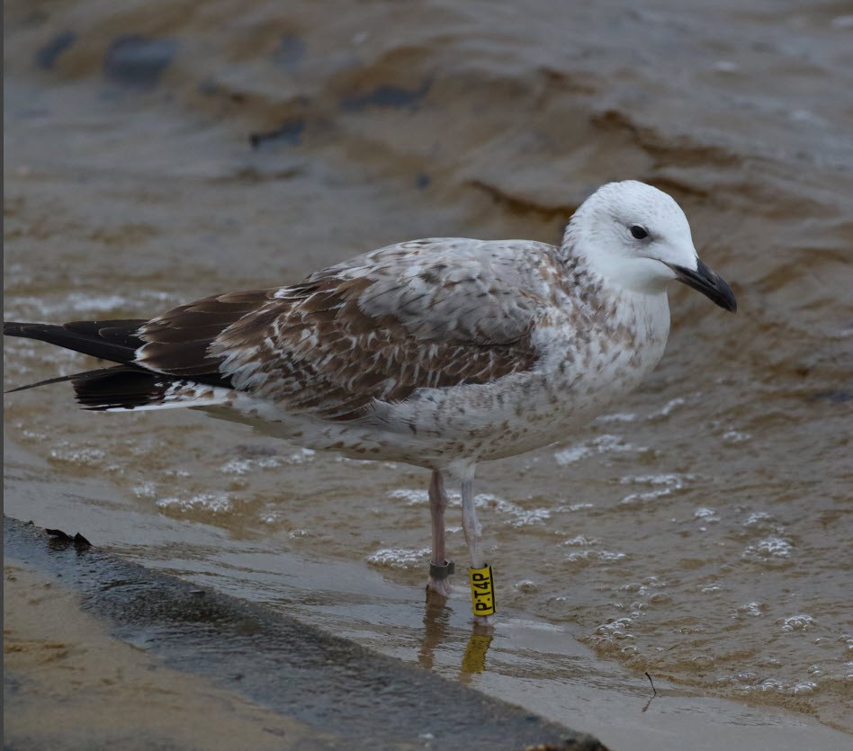 Caspian Gull - ML646795648
