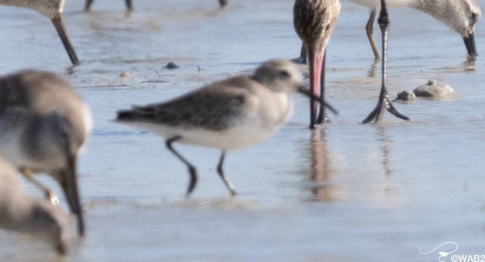 黑腹濱鷸 - ML646795650