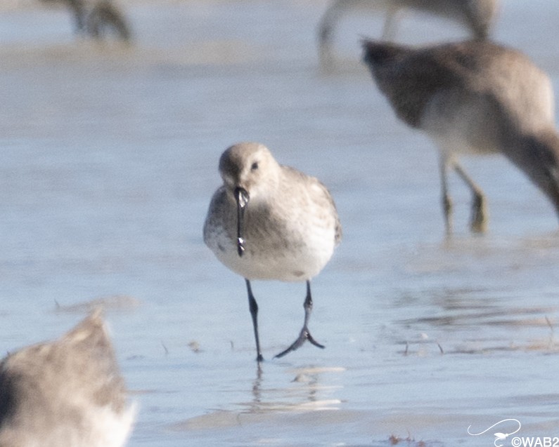 黑腹濱鷸 - ML646795651