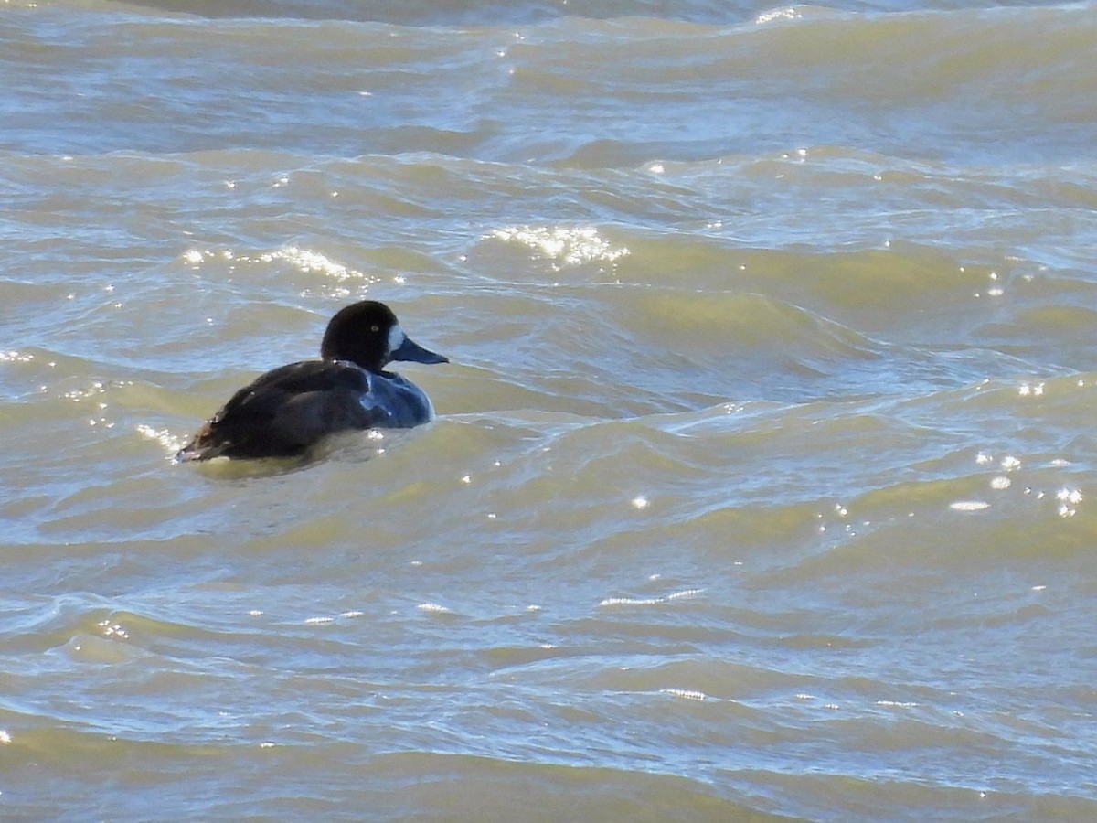 斑背潛鴨 - ML646795652