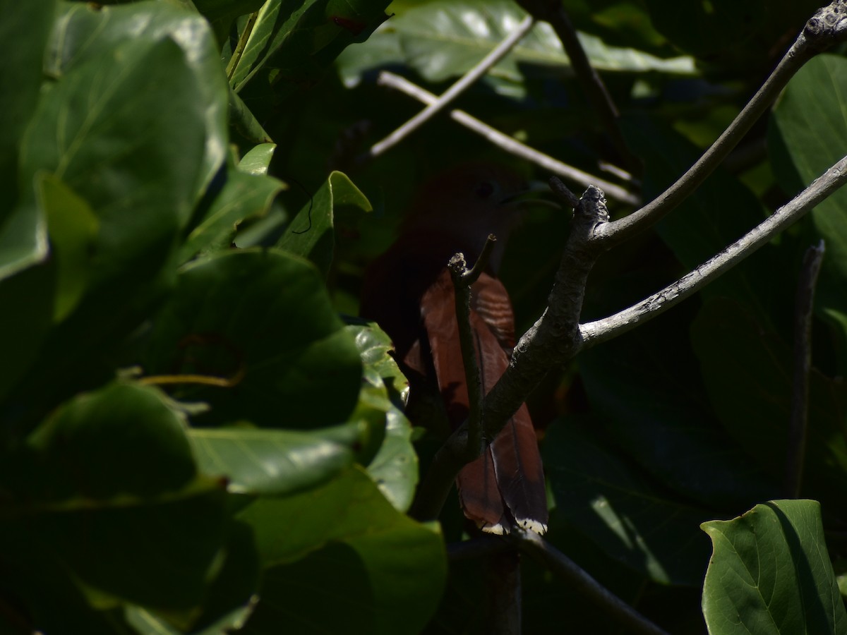 Common Squirrel-Cuckoo - ML646795653