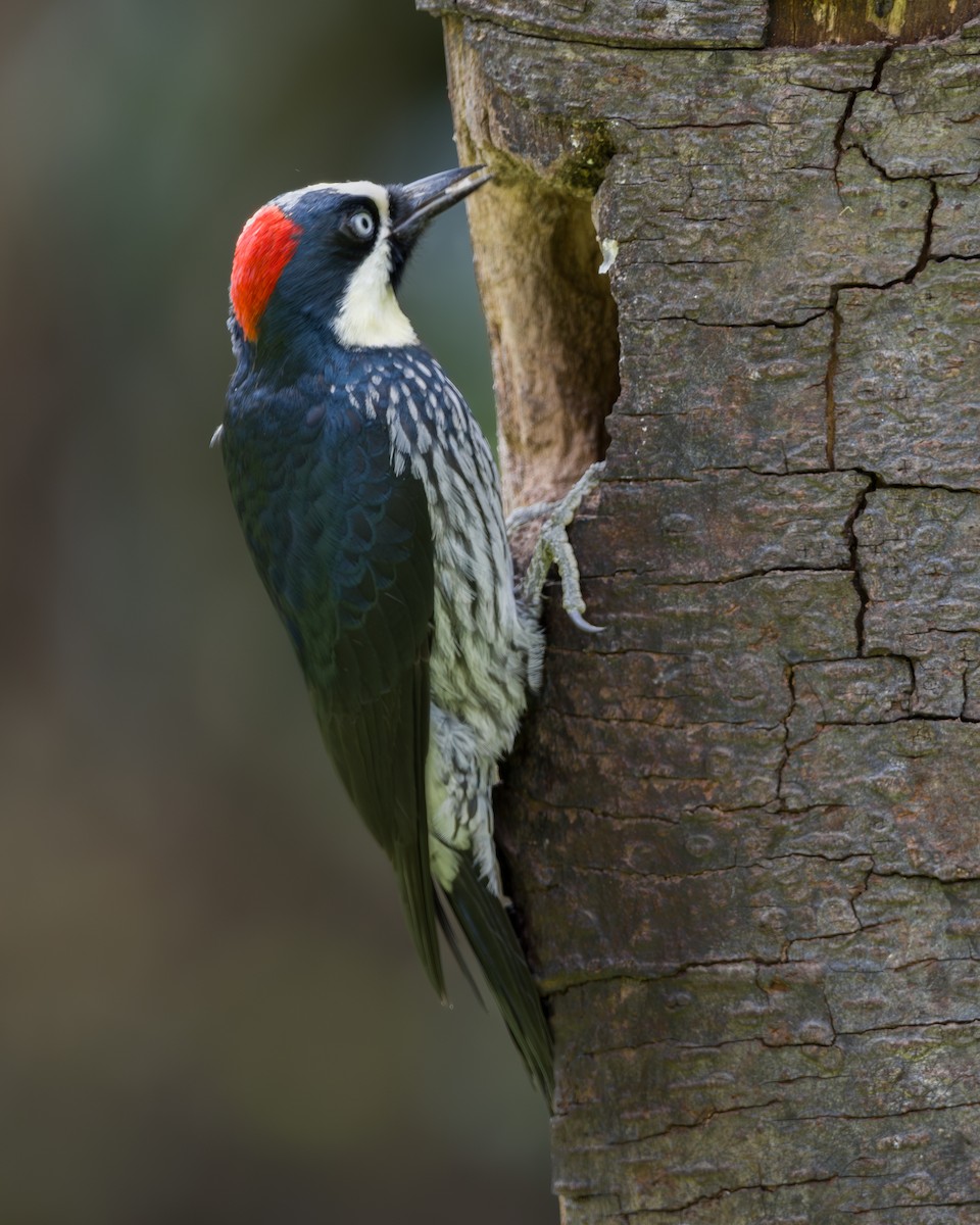 Acorn Woodpecker - ML646795654