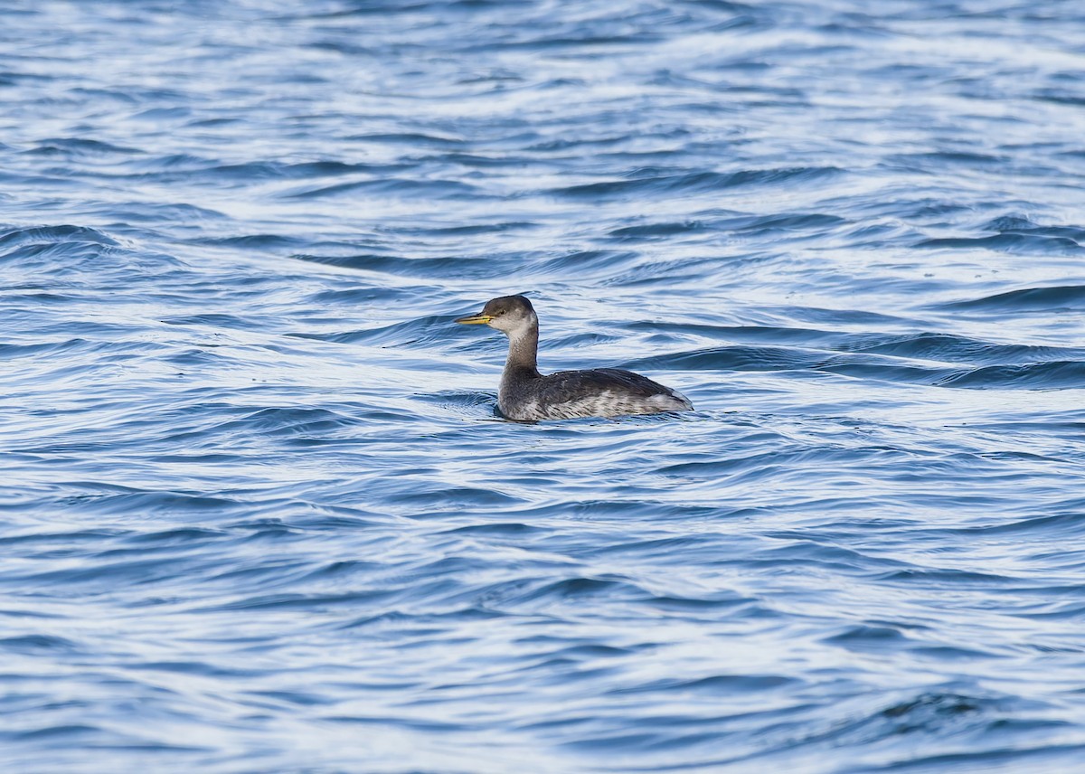 アカエリカイツブリ - ML646795655